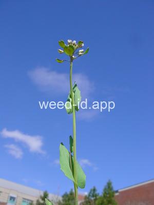pennycress, thoroughwort