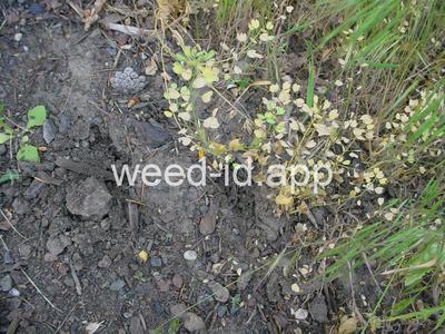pennycress, thoroughwort