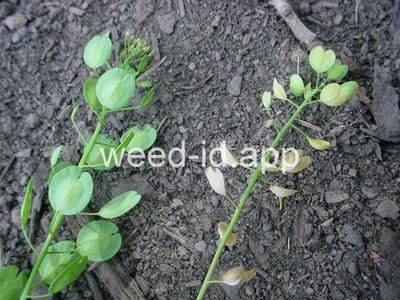 pennycress, thoroughwort