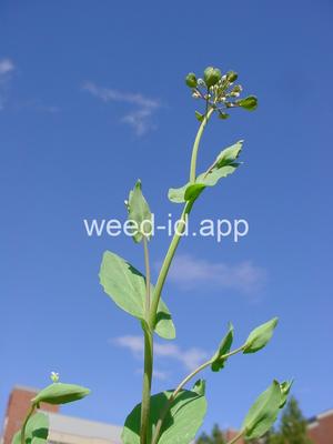 pennycress, thoroughwort