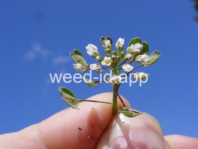 pennycress, thoroughwort