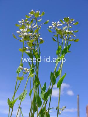 pennycress, thoroughwort