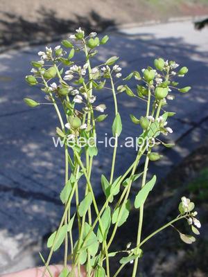 pennycress, thoroughwort