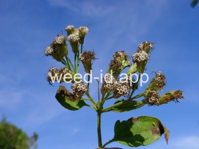 hempweed, climbing