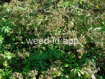 hempweed, climbing