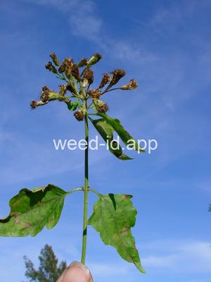 hempweed, climbing