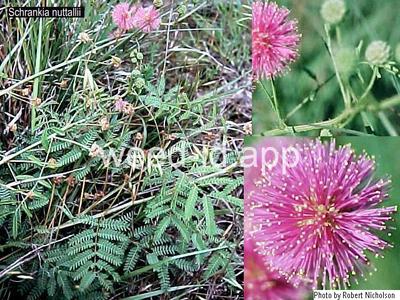 sensitivebriar, catclaw