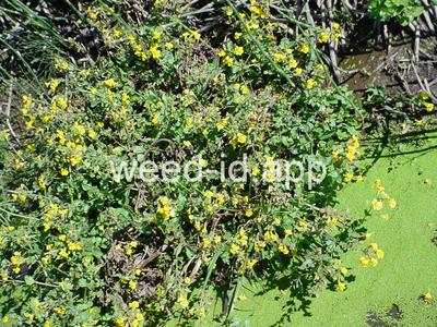 monkeyflower, common large