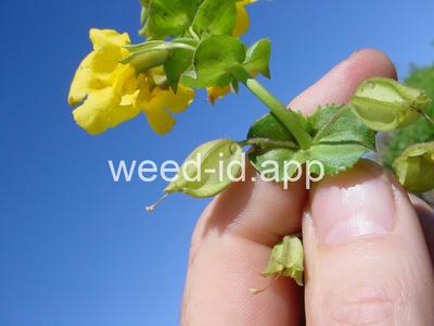 monkeyflower, common large