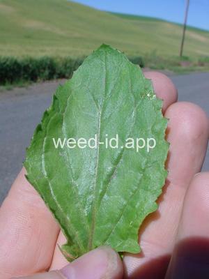 monkeyflower, common large