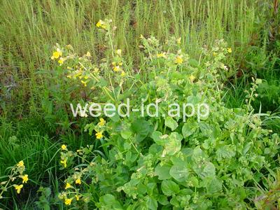 monkeyflower, common large