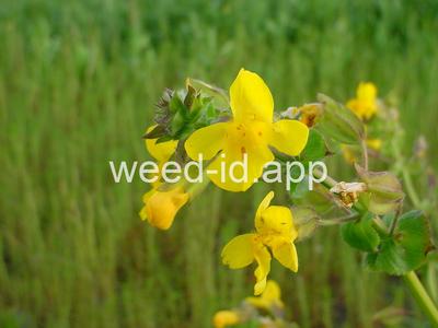 monkeyflower, common large