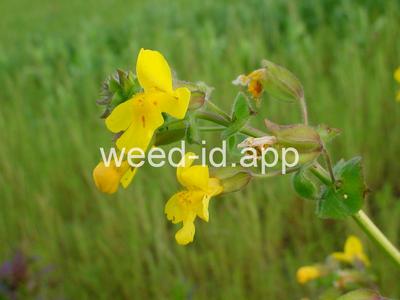 monkeyflower, common large