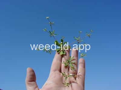 carpetweed