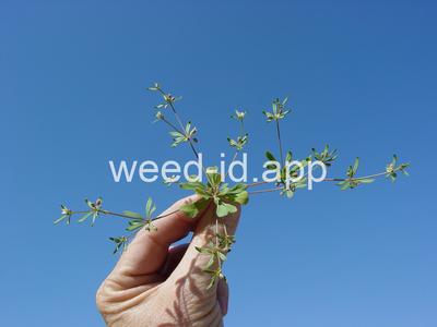 carpetweed