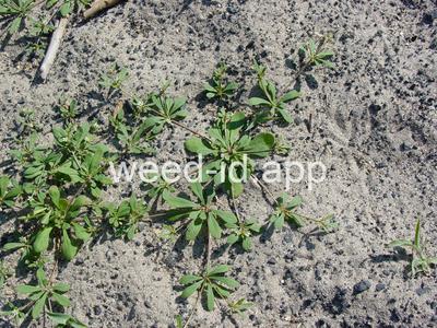 carpetweed