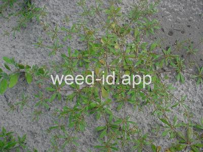 carpetweed