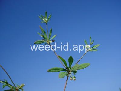 carpetweed