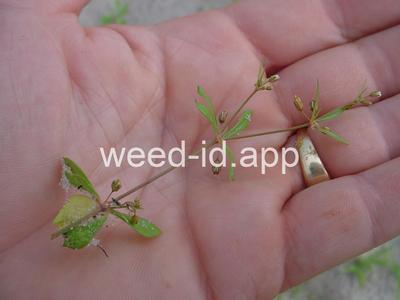 carpetweed