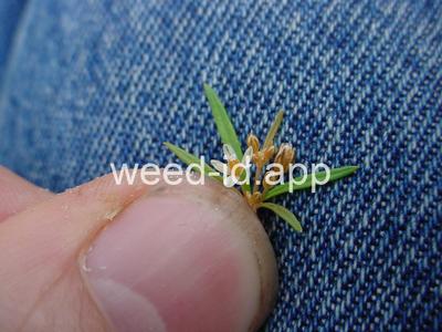 carpetweed