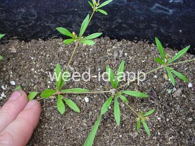 carpetweed
