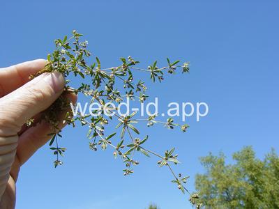 carpetweed