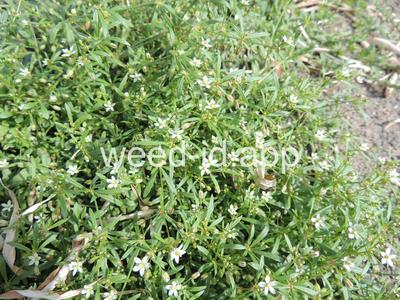carpetweed