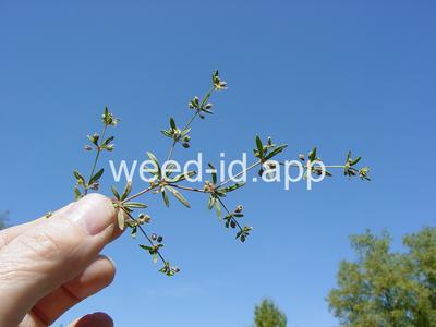carpetweed
