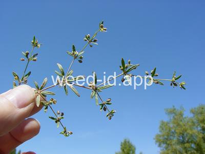 carpetweed