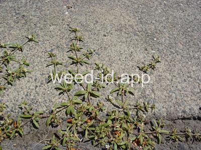 carpetweed