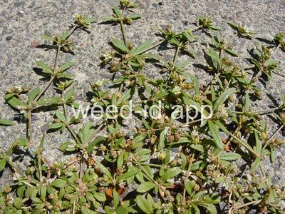 carpetweed