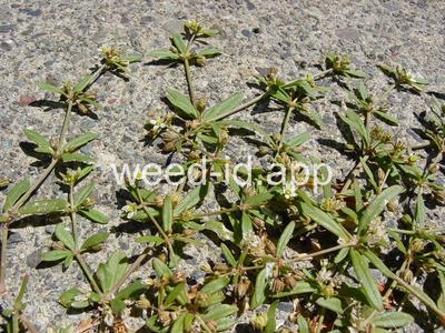 carpetweed