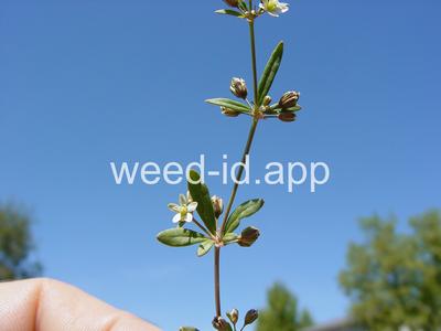 carpetweed