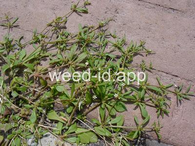 carpetweed