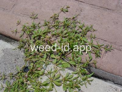 carpetweed