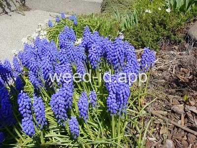grape-hyacinth