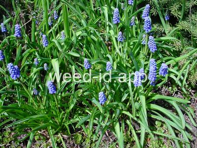 grape-hyacinth
