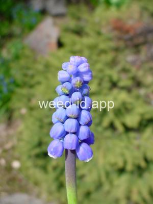 grape-hyacinth