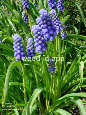 grape-hyacinth