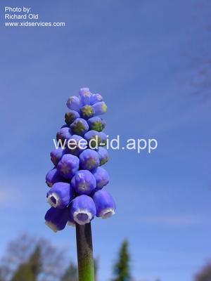 grape-hyacinth