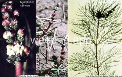watermilfoil