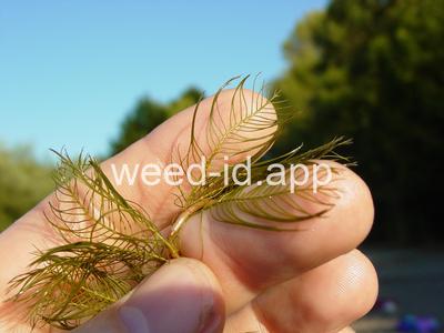 watermilfoil