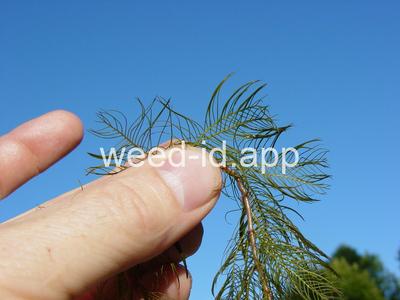 watermilfoil