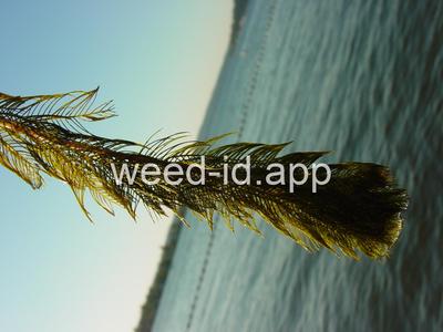 watermilfoil