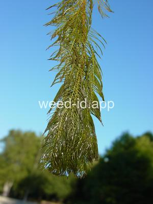 watermilfoil