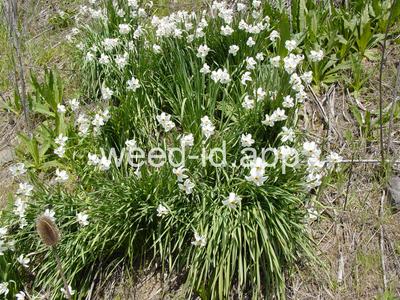 Narcissus poeticus