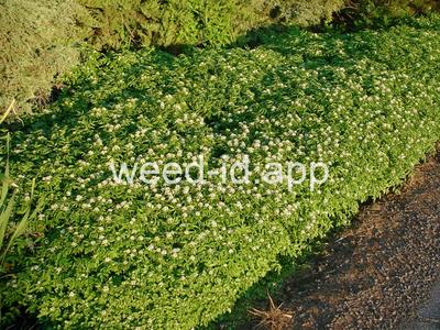 watercress