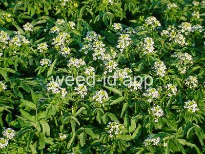watercress