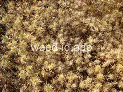 navarretia, needle-leaf