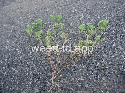 navarretia, needle-leaf
